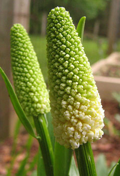 False Unicorn Root