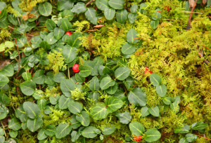 Partridgeberry is a perennial evergreen vining herb that grows scarlet berries. It prefers to grow in the shade in wooded areas. Seen here with moss.