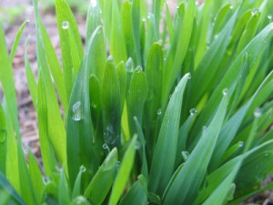Barley Grass