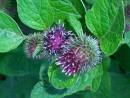 fertility herb