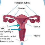 cervix