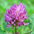 fertility herb