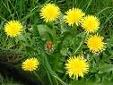 fertility herb