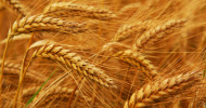 Wheat contains the protein gluten.  For people with celiac disease, this food may cause a cascade of health problems, including infertility.