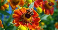 Bee on Flower