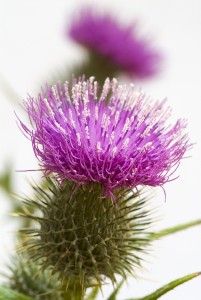Herbs for Fertility and FSH