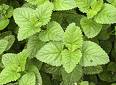 fertility herb