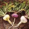 fertility herb maca