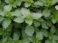 fertility herb