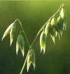 fertility herb