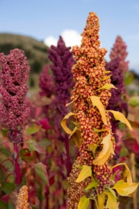 Quinoa Plant