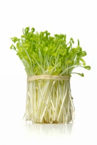 sprouts sprouts