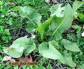 fertility herbs