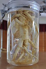 American ginseng root