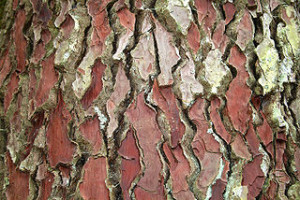 Pycnogenol is derived from the bark of the Maritime pine. Photo credit: Jean-Pol Grandmont