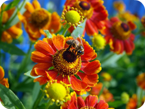 Bees and flower
