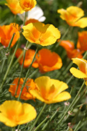 (Eschscholzia californica)