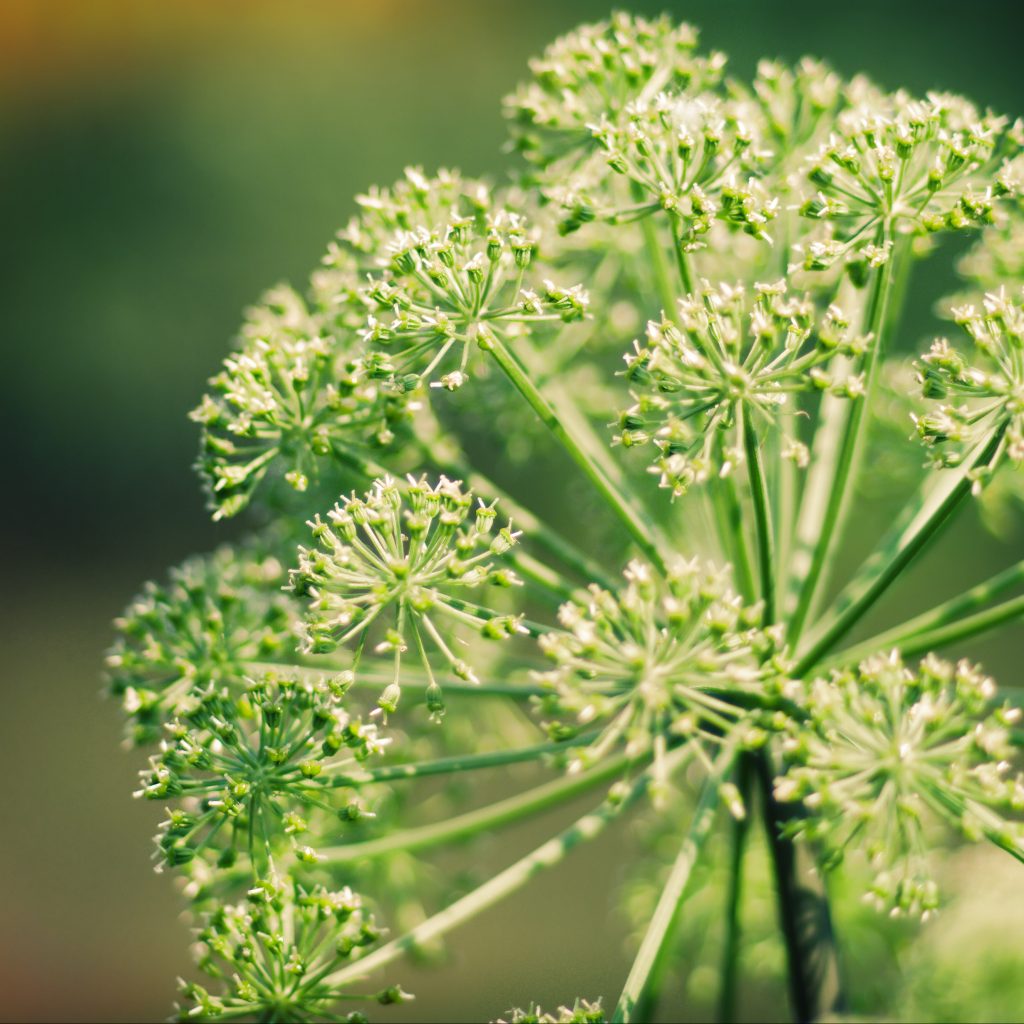 Dong Quai Uterine Tonic and Fertility Herb…
