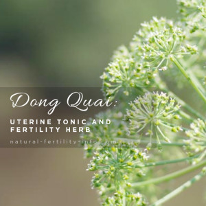 Dong Quai Uterine Tonic and Fertility Herb