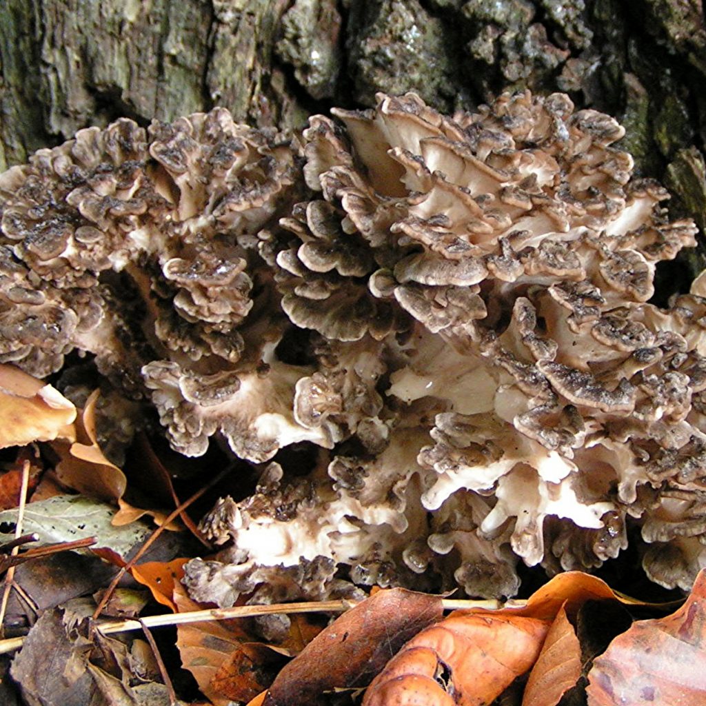 Maitake Mushroom Offers New Hope for PCOS and Fibroids