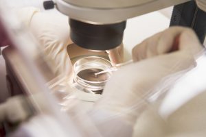 Embryologist transferring egg IVF