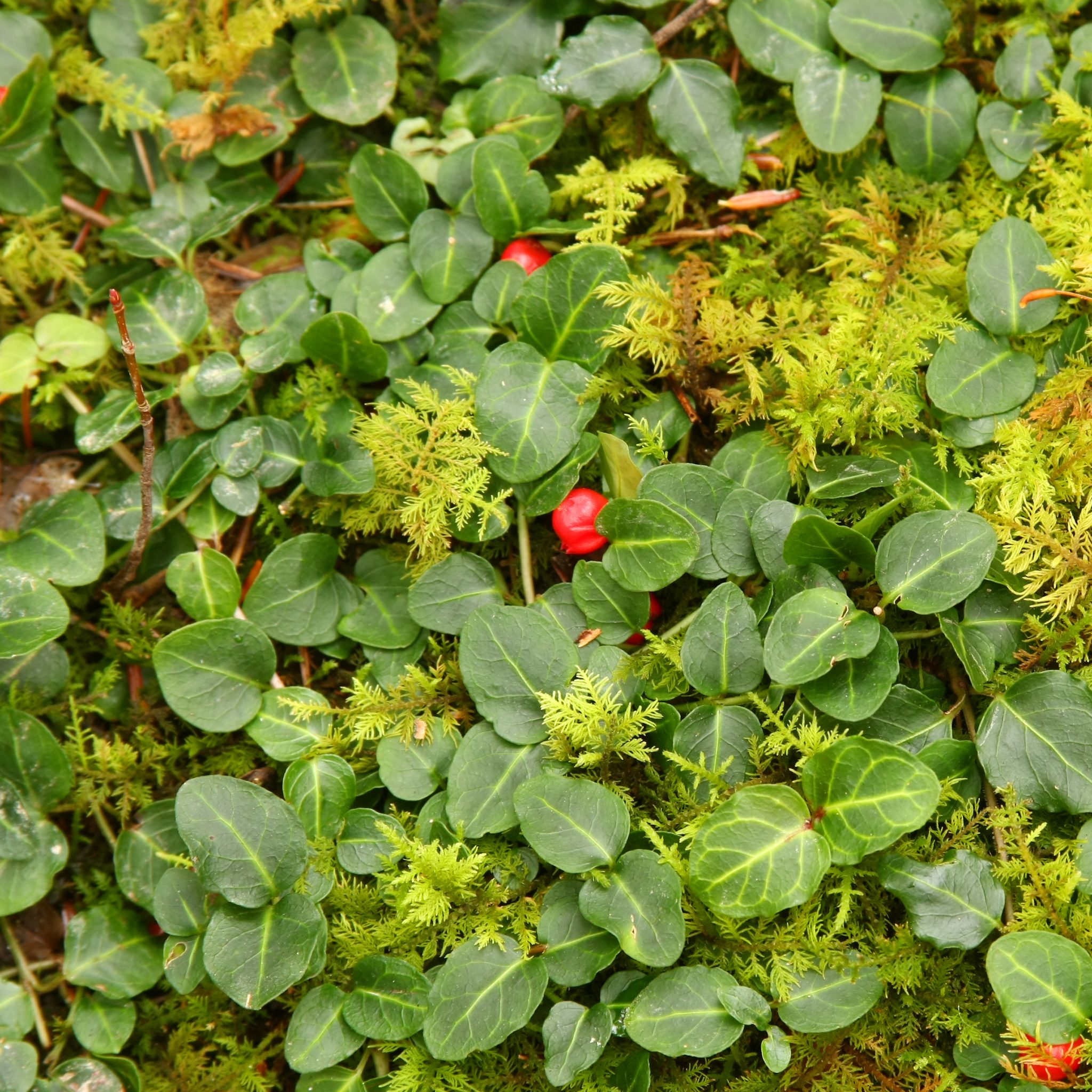 Fertility Herb Partridgeberry For Miscarriage Prevention More 