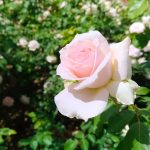 pink rose