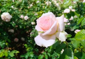 How To Use Rose In A Natural Fertility Program