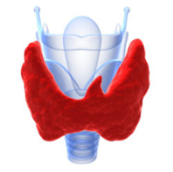 The thyroid is a small butterfly shaped gland that surrounds the wind pipe. 