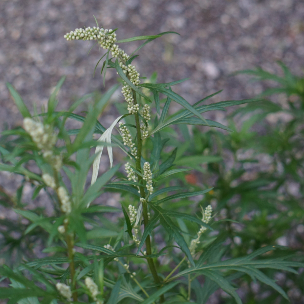 Mugwort: Ancient Herb for Absent Periods