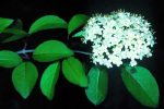 Viburnum prunifolium
