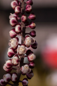 Black cohosh (Actaea racemosa)