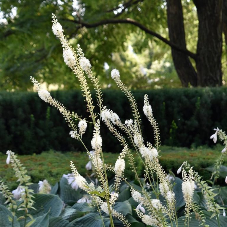Black Cohosh Benefits the Menstrual Cycle, Pain and Uterine Health