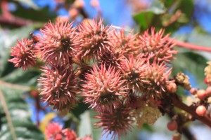 Castor plant (Ricinus communis)