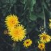 How to Use Dandelion for Fertility and Pregnancy Health