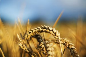 wheat gluten
