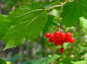 Viburnum opulus