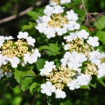 Cramp bark (Viburnum opulus)