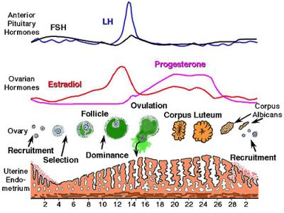 Progesterone Level Chart After Ovulation