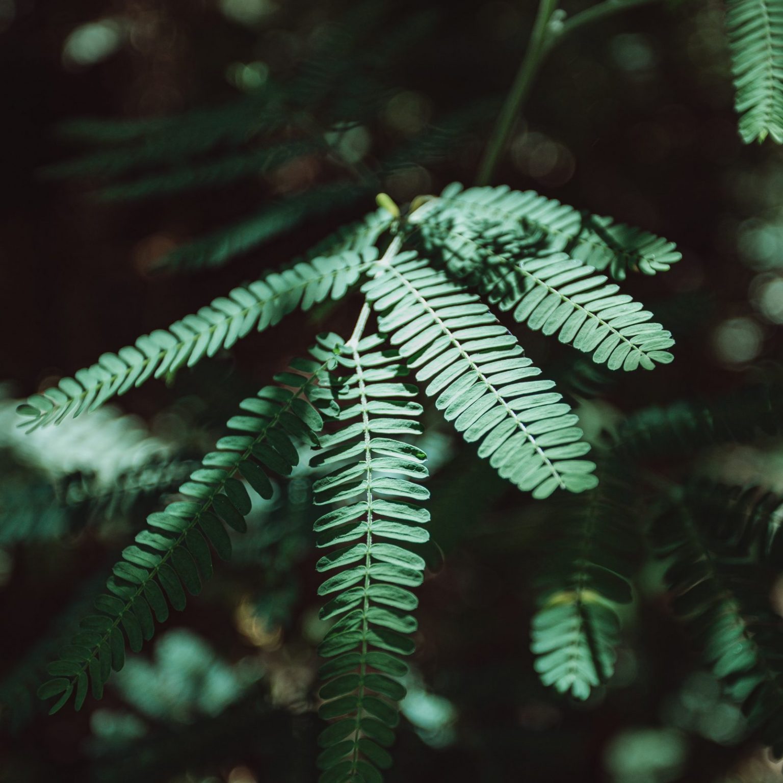 Fertility Concerns?  Think Twice Before Using Mugwort - ybdhnlf
