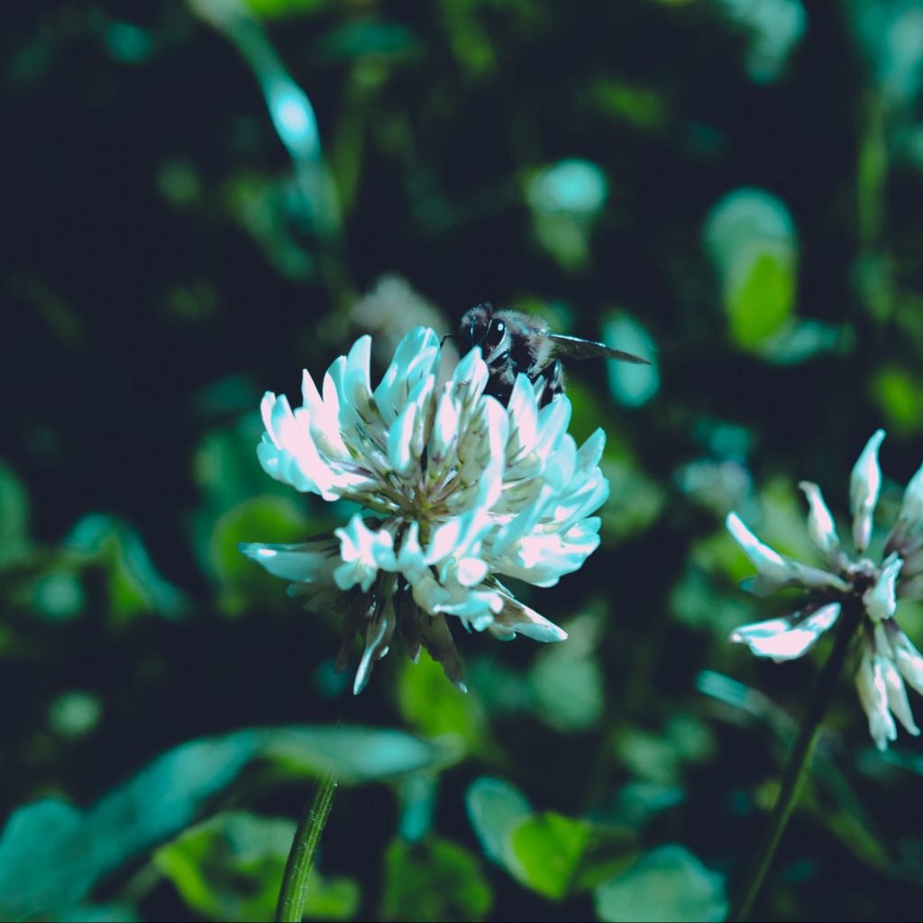 Yohimbe Shown to Improve Impotence & Libido in Men