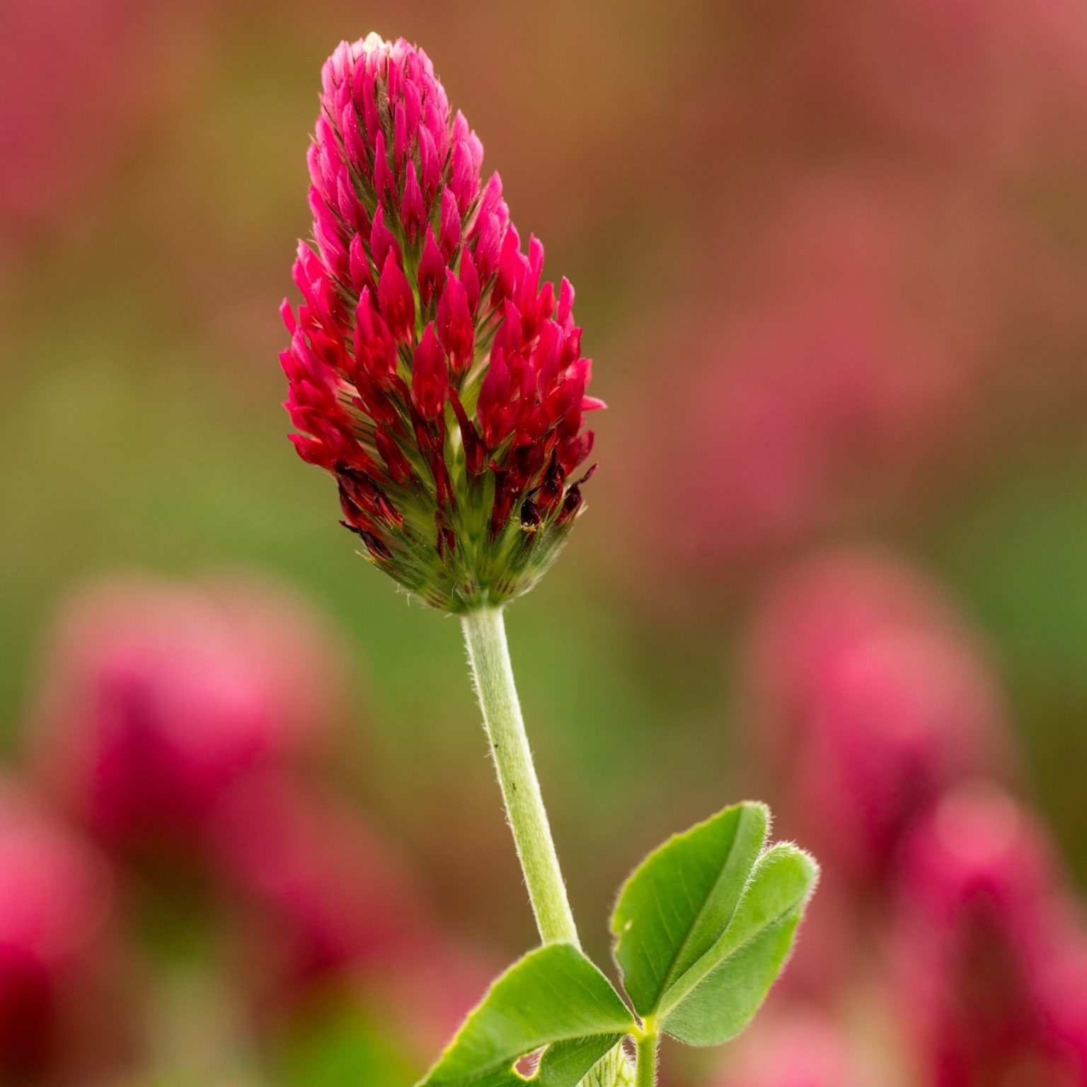 clovers-art-background-free-stock-photo-public-domain-pictures