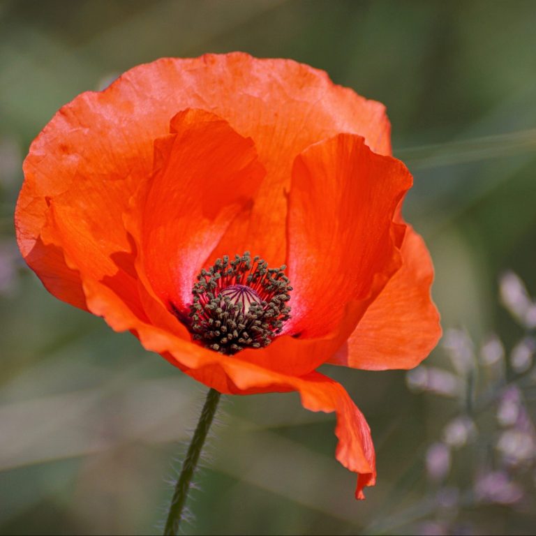 Is it Maca or Vitex, or Maca and Vitex?