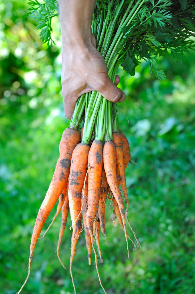 Fertility Diet Tip Why Carrots Are a Fertility Superfood Natural