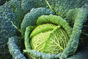 Are goitrogen rich foods like cabbage supportive of thyroid health? Keep reading to find out...
