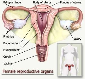 The Reproductive System