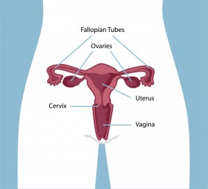 The Reproductive System