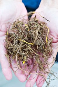 yellow herb roots